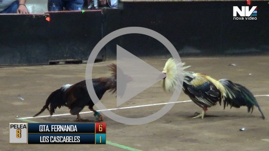 01 de mayo :QUINTA FERNANDA vs LOS CASCABELES, 9 peleas