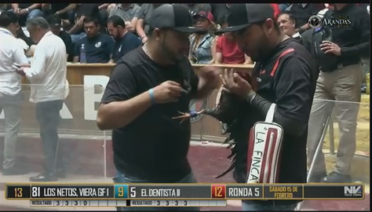 17 de agosto: Derby de 20 equipos, 5 gallos, $50,000, Parte1