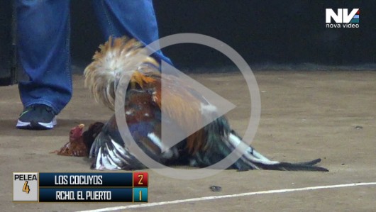 16 de abri: LOS COCUYOS vs RANCHO EL PUERTO, 7 peleas