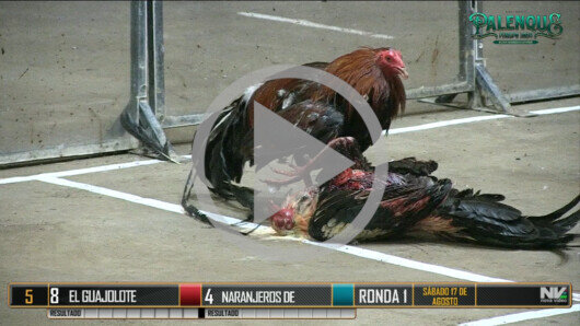16 de agosto: Derby de 4 equipos, 7 gallos