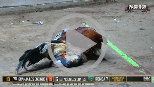 Ronda 5, domingo 17, peleas 49 a 65