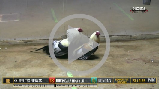 Ronda 6, domingo 17, peleas 76 A 96
