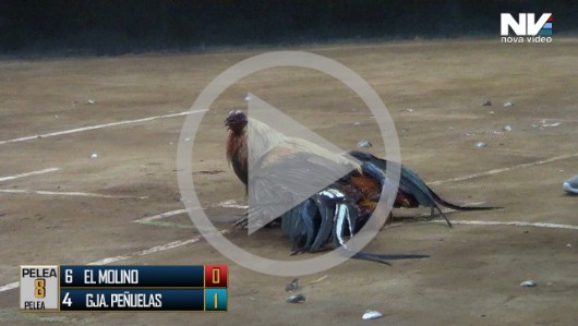 18 de abril / Derby 8 partidos / 7 gallos