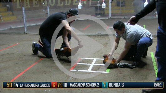 Abril 19: The Golden Rooster, Ronda 3, peleas 43 a 52