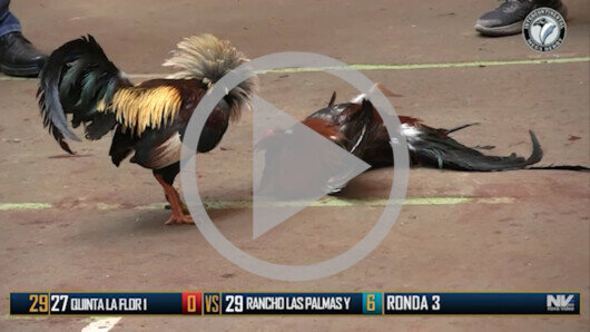 Abril 20: The Golden Rooster, Ronda 3, peleas 29 a 42