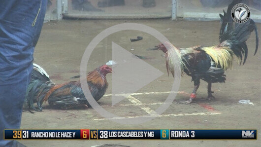 Abril 20: The Golden Rooster, Ronda 3, peleas 43 a 53