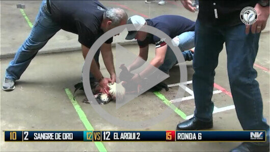 Abril 23: The Golden Rooster, Ronda 6, peleas 9 a 16