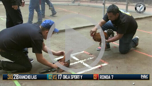 Abril 23: The Golden Rooster, Ronda 7, peleas 17 a 23