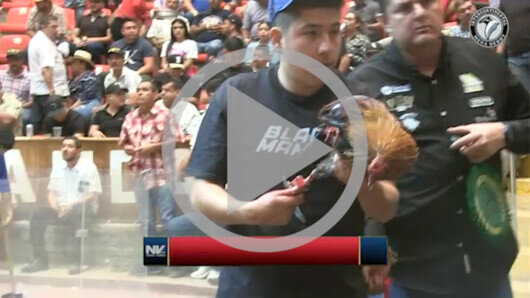 Abril 23: The Golden Rooster, Ronda 6, peleas 24 a 32