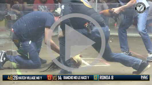 Abril 23: The Golden Rooster, Ronda 7, peleas 33 a 41