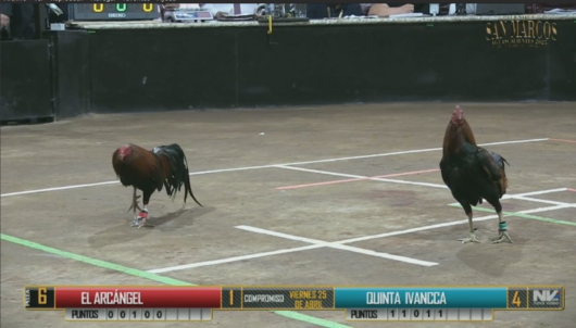 17 de agosto: Derby de 20 equipos, 5 gallos, $50,000, Parte1