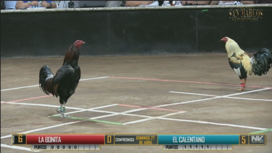 17 de agosto: Derby de 20 equipos, 5 gallos, $50,000, Parte1