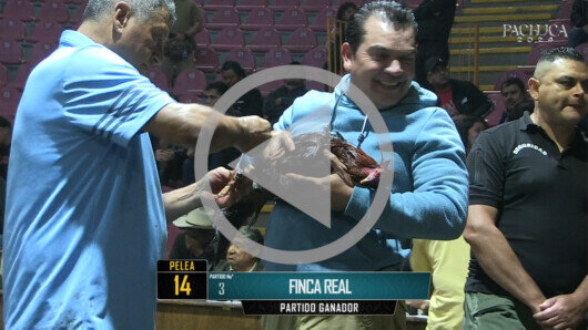 29 de septiembre: DERBY 7 GALLOS, 100,000 PTS,  PARTE 2/2