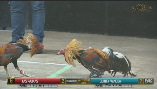 17 de agosto: Derby de 20 equipos, 5 gallos, $50,000, Parte1