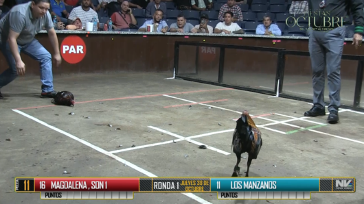 17 de agosto: Derby de 20 equipos, 5 gallos, $50,000, Parte1