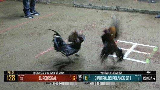 5 de junio 24: Mega Derby Peleas 101 a 110