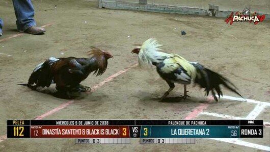 5 de junio 24: Mega Derby Peleas 119 a 131