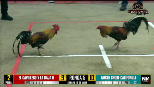 17 de agosto: Derby de 20 equipos, 5 gallos, $50,000, Parte1