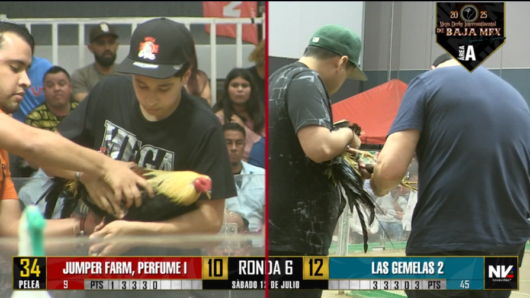 17 de agosto: Derby de 20 equipos, 5 gallos, $50,000, Parte1