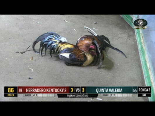 20 abril 24: Mega Derby Peleas 81 a 87