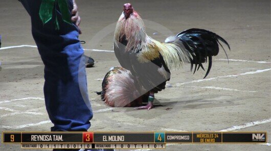 Miércoles 24 de enero: EL MOLINO vs REYNOSA, TAMPS.