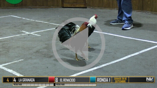28 de septiembre: DERBY 7 GALLOS PARTE 2/2