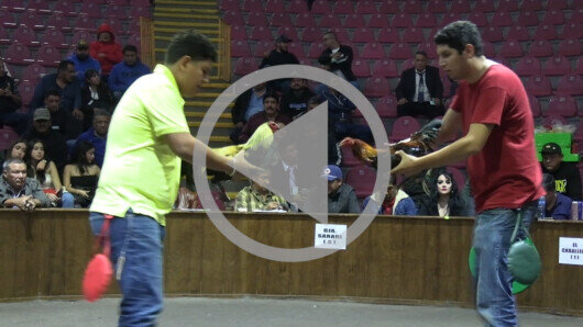 29 de septiembre: DERBY 7 GALLOS, 100,000 PTS,  PARTE 1/2