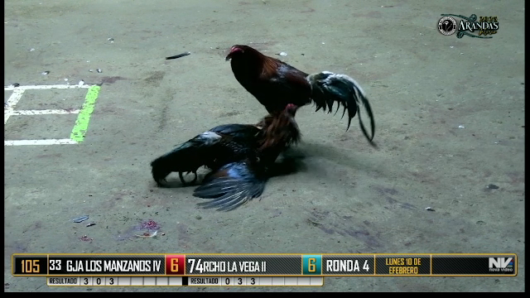17 de agosto: Derby de 20 equipos, 5 gallos, $50,000, Parte1