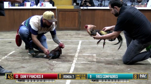 17 de agosto: Derby de 20 equipos, 5 gallos, $50,000, Parte1